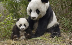 娱乐吃瓜大熊猫微博,揭秘大熊猫微博背后的趣味故事