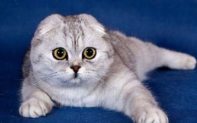 娱乐吃瓜君七七和折耳猫,娱乐圈的甜蜜邂逅