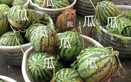 康欣娱乐吃瓜君,揭秘娱乐圈幕后真相