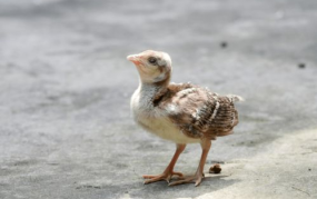 娱乐吃瓜小八哥是谁啊,网络红人的崛起之路