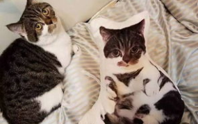 吃瓜娱乐酱抱枕猫