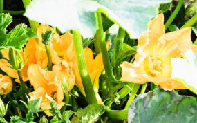 爱娱乐的吃瓜花,揭秘娱乐圈幕后故事