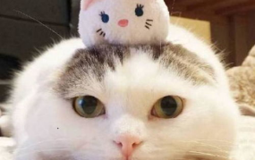 娱乐吃瓜酱猫糊糊,揭秘“酱猫糊糊”背后的故事