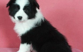 边境牧羊犬多钱,品种、血统与市场行情全解析”