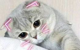 娱乐吃瓜君七七的折耳猫,娱乐吃瓜君的萌宠日常