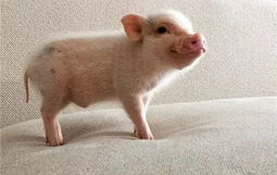 吃瓜猪娱乐新型道歉方式,新型道歉方式席卷娱乐圈