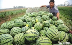 吃瓜的娱乐号是什么,吃瓜群众热议的娱乐号背后的故事