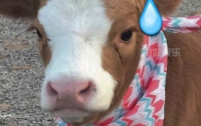 娱乐吃瓜酱最委屈,揭秘最委屈幕后故事